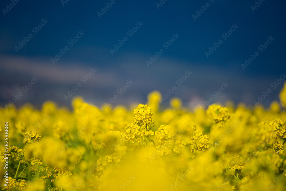 Obraz premium 菜の花