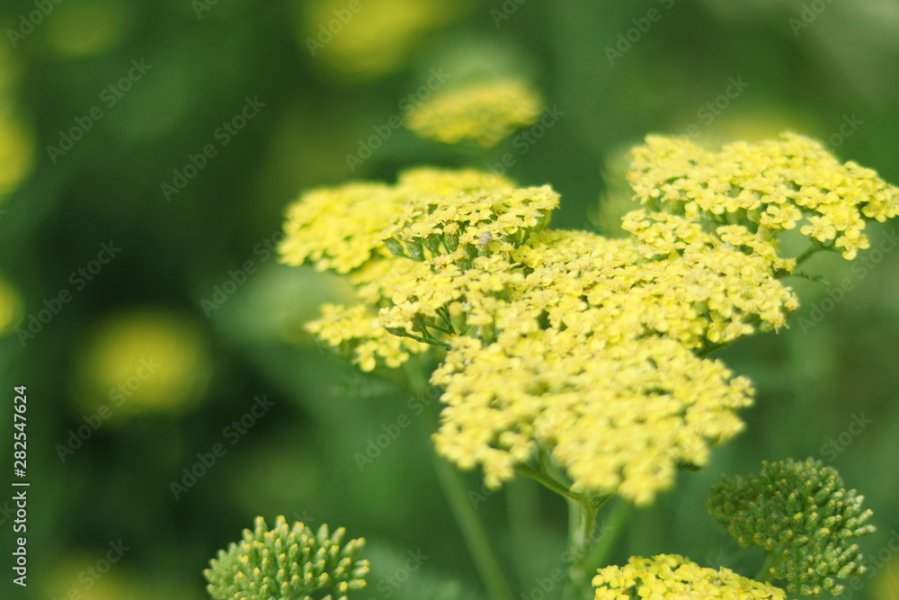 ACHILLEAS AMARILLAS, CON PRECIOSO FONDO COLOR VERDE, JARDÍN, BOSQUE, SOFT FOCUS, DREAMY, SOFT, BOKEH, ACHILLEAS AMARILLAS, CON PRECIOSO FONDO COLOR VERDE, JARDÍN, BOSQUE, SOFT FOCUS, DREAMY, SOFT, BOKEH,
