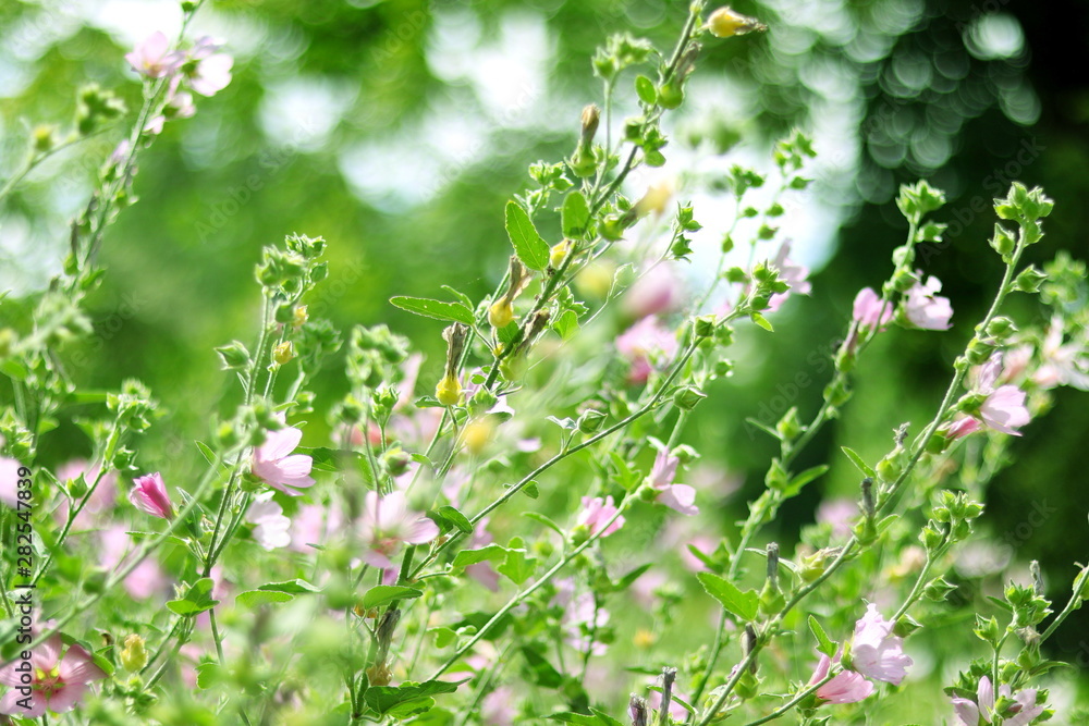 HERMOSAS FLORECILLAS MORADAS ENTRE LA HIERBA , SOFT FOCUS, BOKEH, DREAMY, morada, flor, naturaleza, primavera, verde, florecer HERMOSAS FLORECILLAS MORADAS ENTRE LA HIERBA , SOFT FOCUS, BOKEH, DREAMY, morada, flor, naturaleza, primavera, verde, florecer