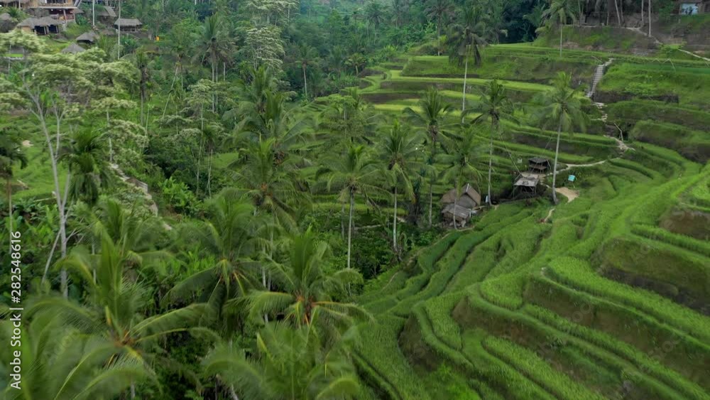 Aerial Forward: Trees By Bright Green Rice Field Mountain - Jatiluwih Rice Terrace, Bali Aerial Forward: Trees By Bright Green Rice Field Mountain - Jatiluwih Rice Terrace, Bali
