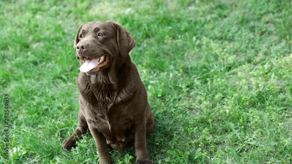 Cute Chocolate Labrador Retriever in green summer park, above view Cute Chocolate Labrador Retriever in green summer park, above view