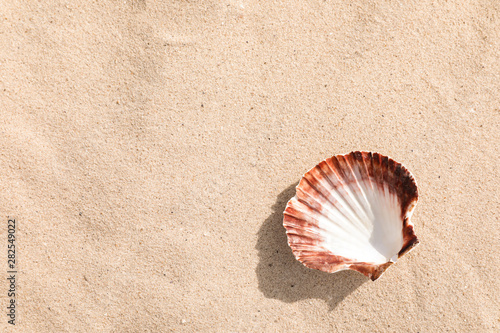 Beautiful seashell on sandy beach, closeup. Space for text