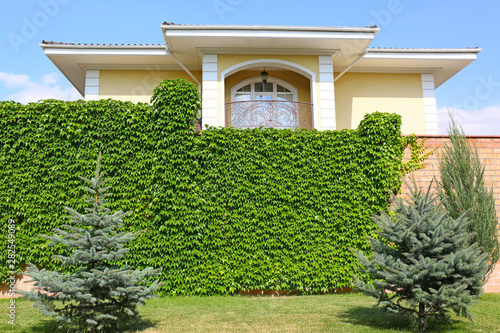 Fence covered with green ivy in garden near modern house
