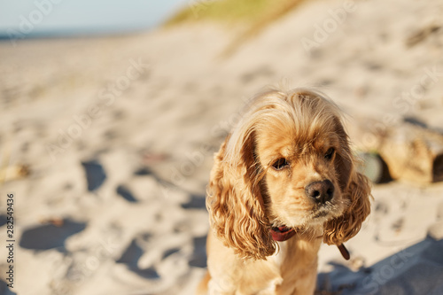 Fotografie golden american cocker spaniel with a happy expression sits on the beach