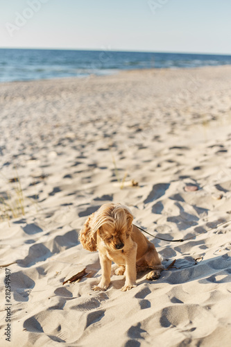 golden american cocker spaniel with a happy expression sits on the beach