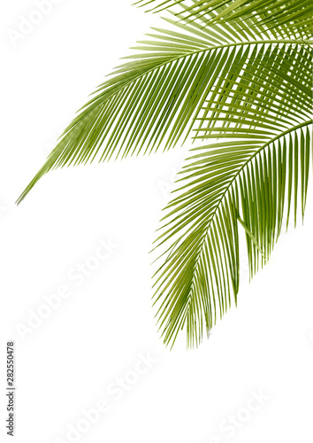 Palm Leaves, Tree Leave, Green Leaf of Coconut Tree Isolated on White Background.