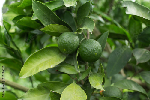 Green unripe tangerines on the tree Astara - Azerbaijan tangerine garden