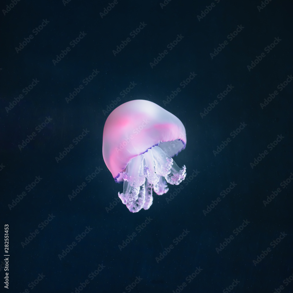 purple jellyfish rhizostoma pulmo underwater purple jellyfish rhizostoma pulmo underwater