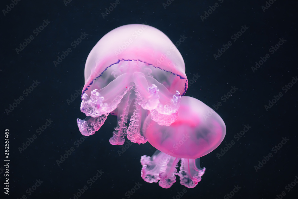 two purple jellyfish rhizostoma pulmo underwater two purple jellyfish rhizostoma pulmo underwater