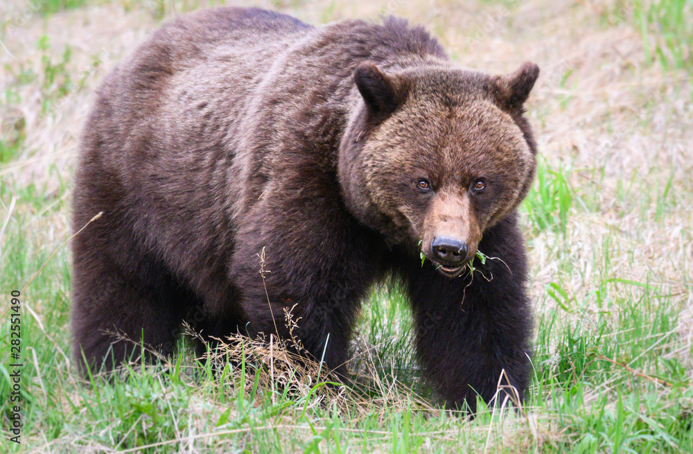 Grizzly bear in the wild Grizzly bear in the wild