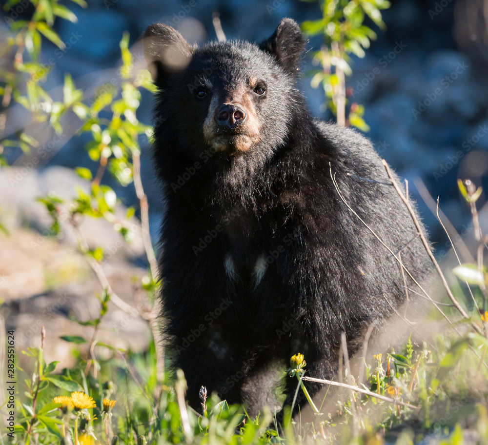 Fototapeta premium Black bear in the wild