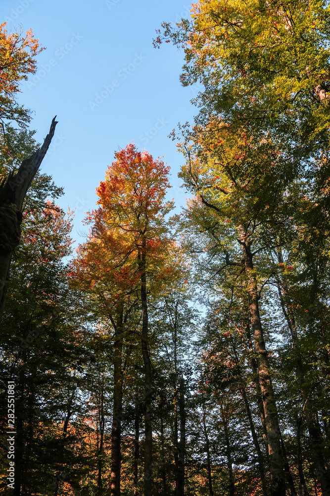 Fototapeta premium autumn leaves reflecting in water