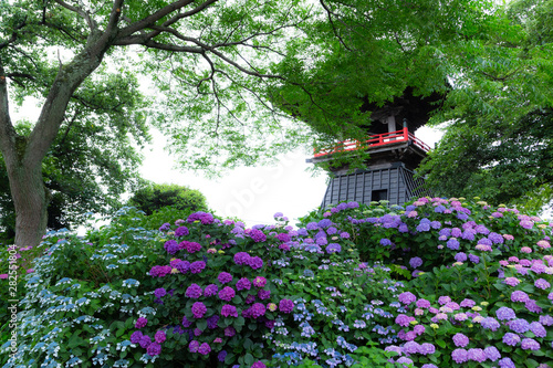 能護寺　あじさい寺　紫陽花　埼玉県行田市
