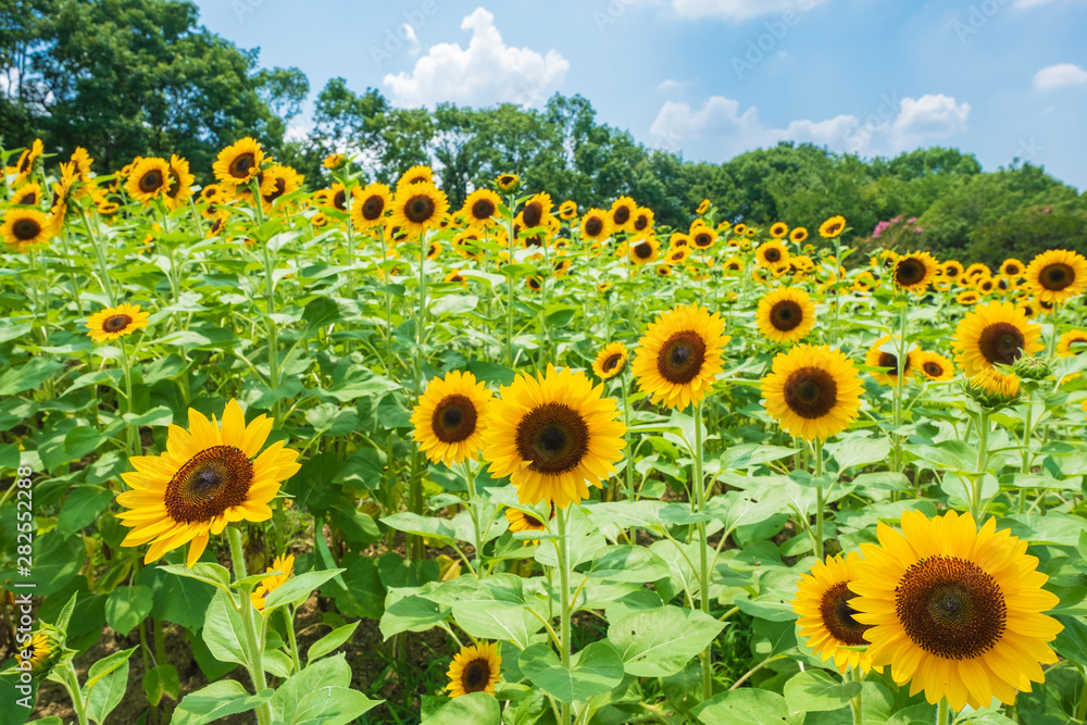 Obraz premium ひまわり畑 向日葵 夏 イメージ 8月 ミツバチ 馬見丘陵公園