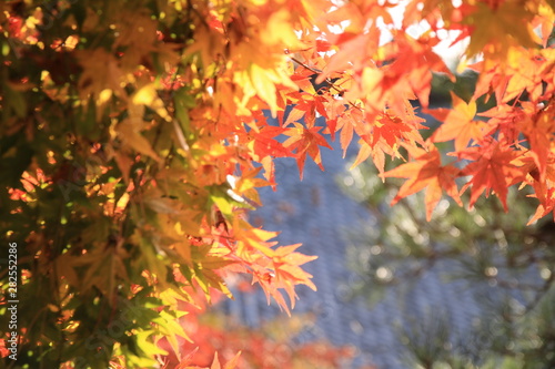 Japanese Maple Red Leaf © 真優 大杉