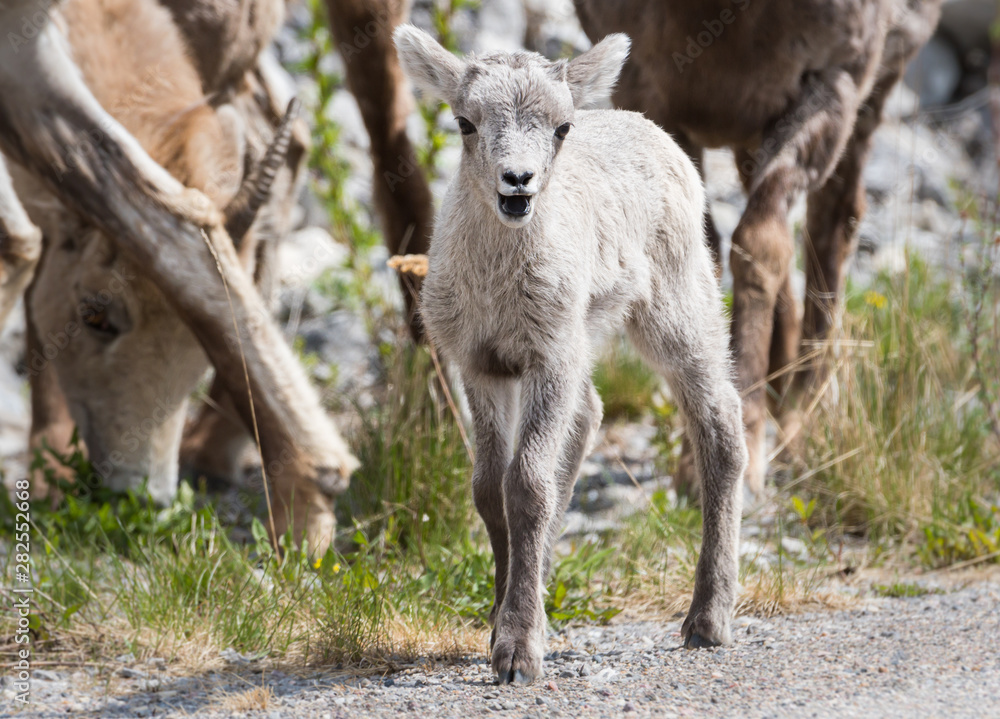 Bighorn lamb, newborn