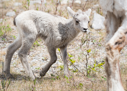 Bighorn lamb  newborn