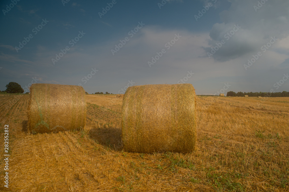 Nice view of the wheat field with wheat straw bales