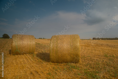 Nice view of the wheat field with wheat straw bales