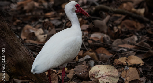 White ibis