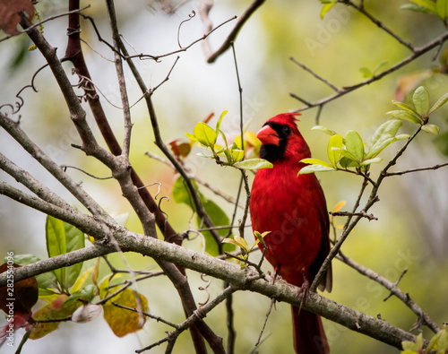 Male northern cardinal on tree