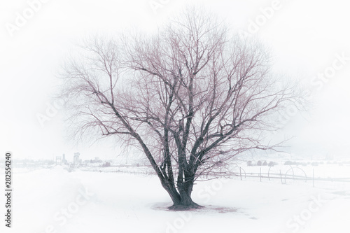 Beautiful Winter Tree in Fog