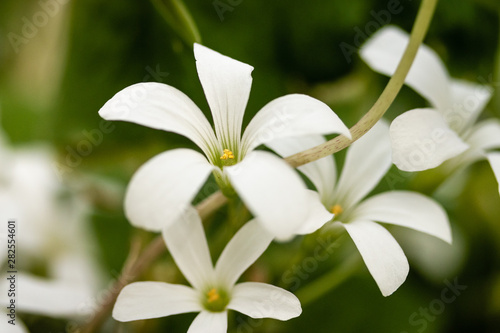 White Flowers From a Shamrock Plant © Rhonda Ravenkamp