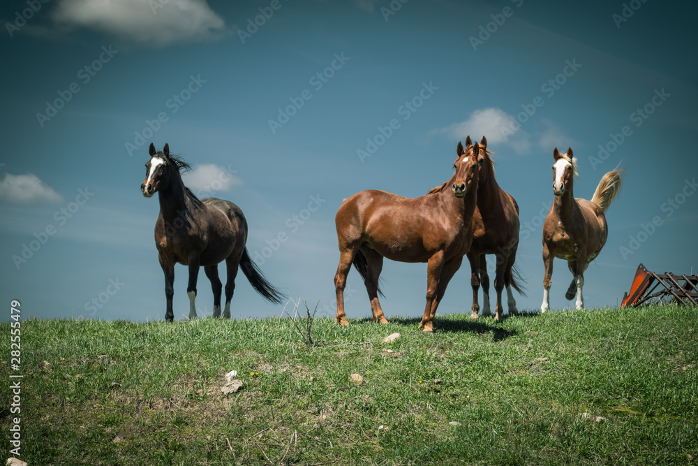 Obraz premium Horses Standing on a Hill Under a Blue Sky