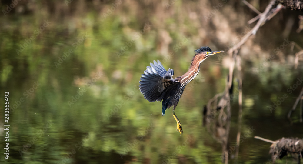 Naklejka premium Green heron about to land