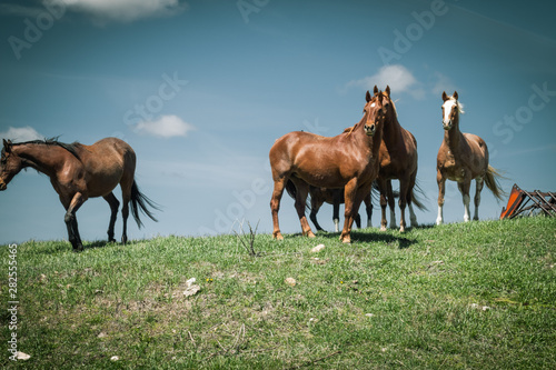Horses Standing Against a Blue Sky