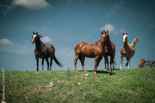 Horses Standing on a Hill Under a Blue Sky
