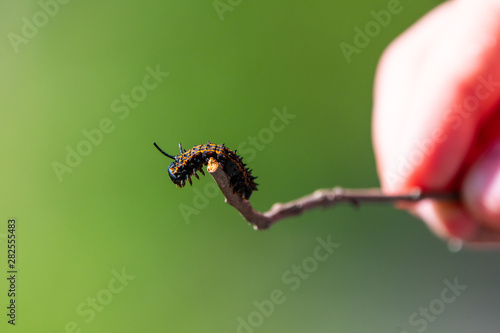 Caterpillar on stick