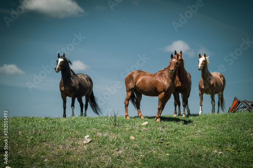 Horses on the Grassy Knoll