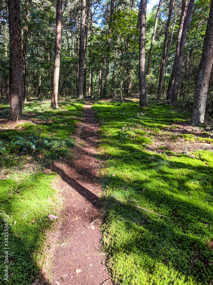 Fototapeta premium The Trail Through the Trees