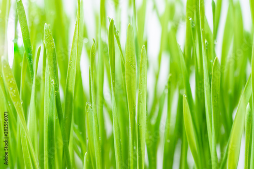 Close up blades of green grass