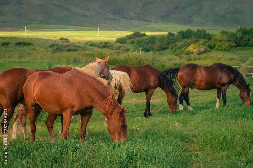 Group of Grazing Horses
