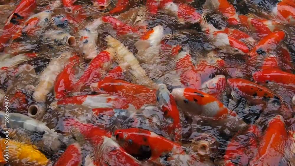 carp fish pond background, colorful background, Fancy carp, carp fish pond background, colorful background, Fancy carp,