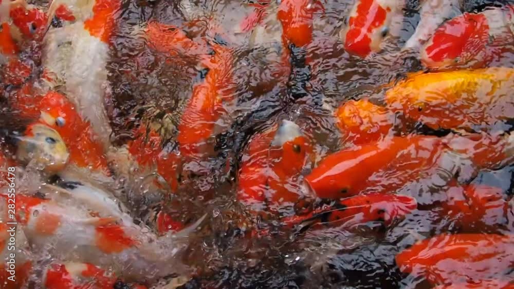 carp fish pond background, colorful background, Fancy carp, carp fish pond background, colorful background, Fancy carp,