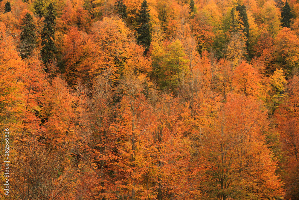 autumn leaves autumn leaves