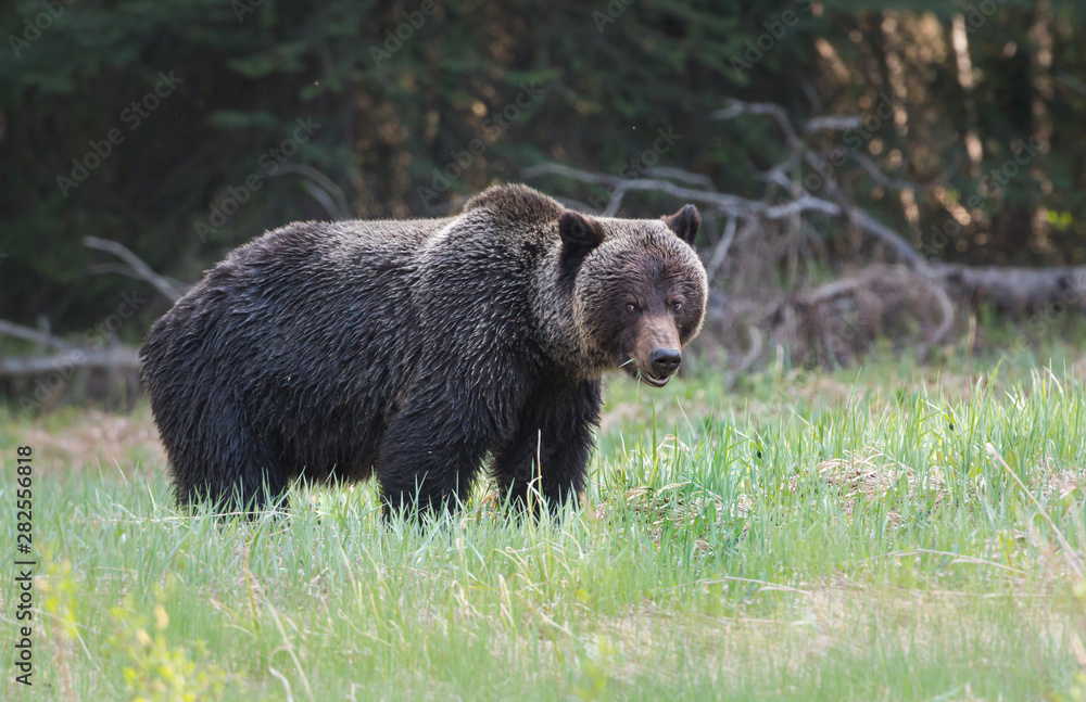 Grizzly bear in the wild