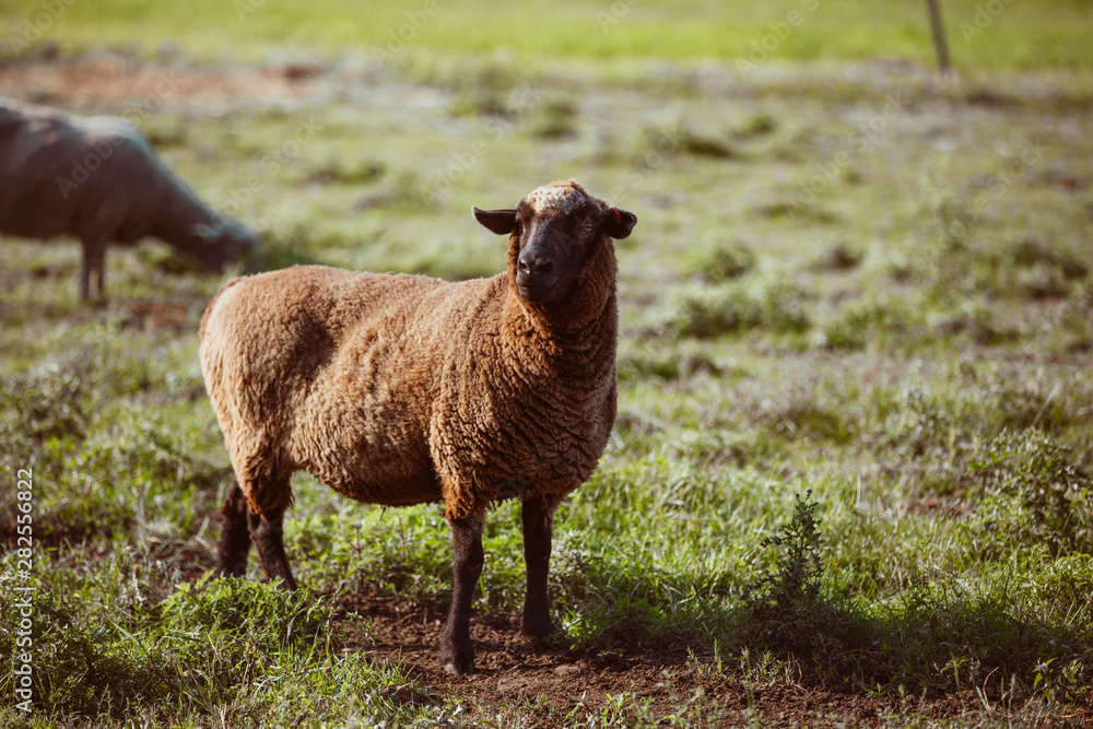 Naklejka premium Sheep standing alone in a green valley in Vermont, USA