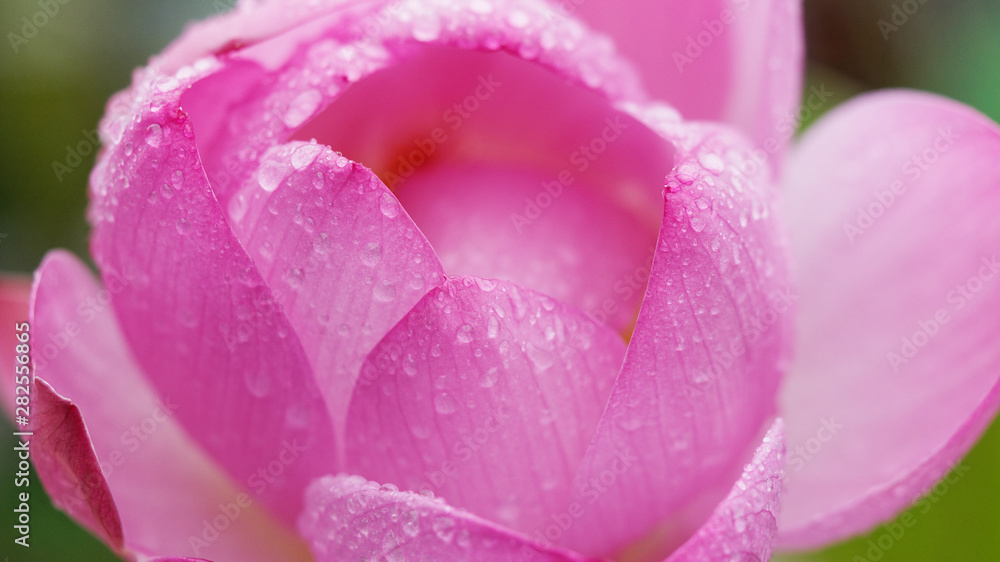 raindrops on pink lotus petals, close up image. raindrops on pink lotus petals, close up image.