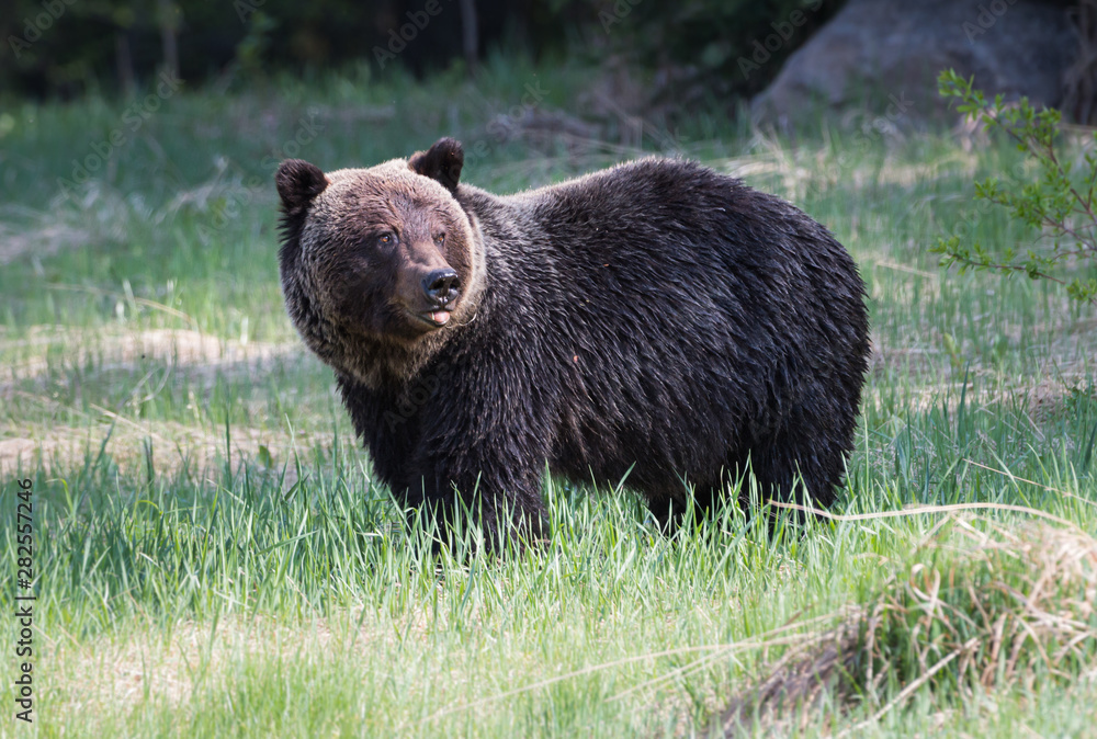 Grizzly bear in the wild