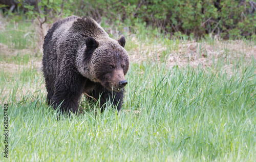 Grizzly bear in the wild