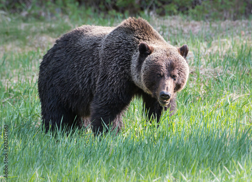 Grizzly bear in the wild