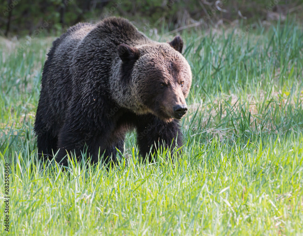 Fototapeta premium Grizzly bear in the wild