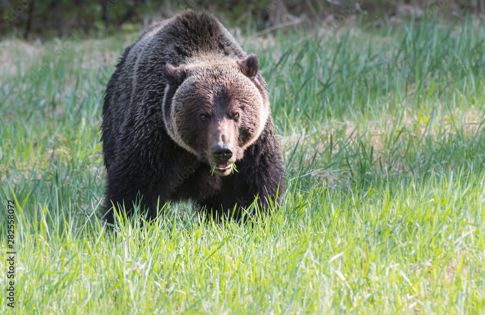 Fototapeta premium Grizzly bear in the wild