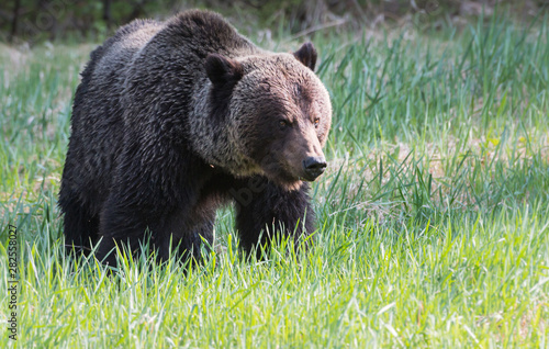 Grizzly bear in the wild