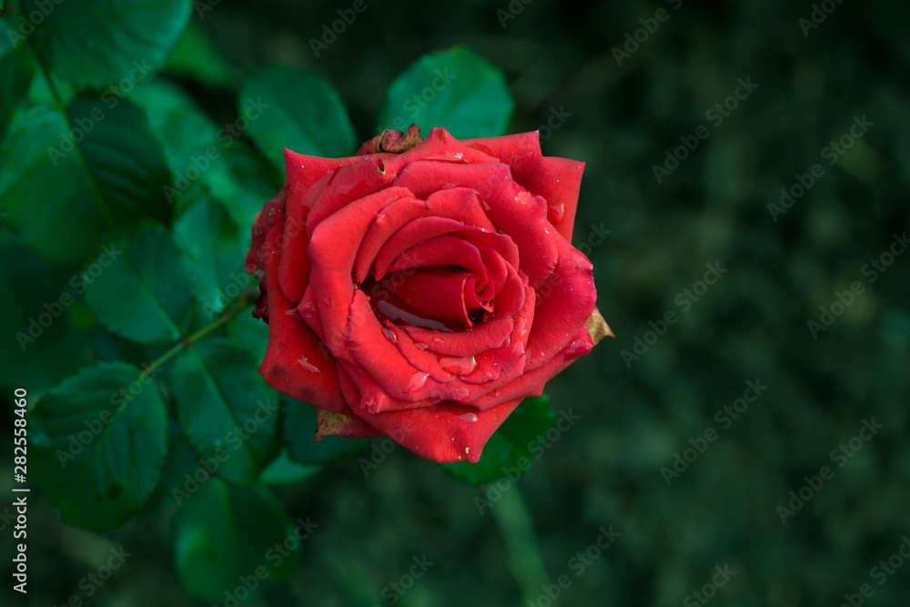 Art photo rose petals isolated on the natural blurred background. Closeup. For design, texture, background. Nature. Art photo rose petals isolated on the natural blurred background. Closeup. For design, texture, background. Nature.