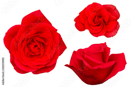 Blurred for Background.Red rose isolated on the white background. Photo with clipping path.